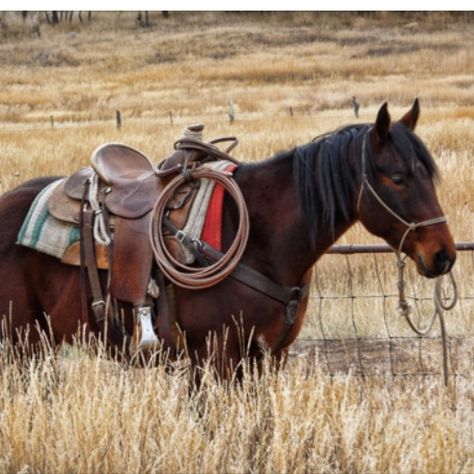 * Horse Western, Rodeo Horses, Into The West, Bay Horse, Paint Horse, Cowgirl And Horse, Cowboy Horse, Western Life, American Quarter Horse