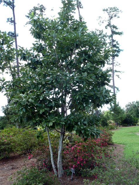 Louisiana Super Plants: Evergreen Sweetbay Magnolia Louisiana Christmas, Growing Trees, Southern Magnolia, In The Summertime, Foundation Planting, Fast Growing Trees, Wildlife Habitat, Evergreen Trees, Magnolia Flower