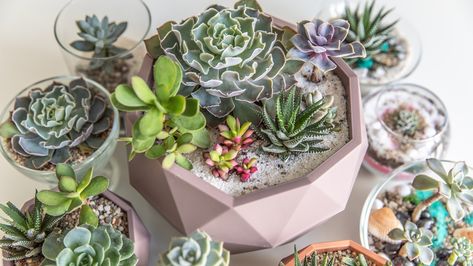 11 Small Cactus Plants For Pots or Containers Plants For Pots, Fairy Castle Cactus, Small Cactus Plants, Succulent Species, Kalanchoe Blossfeldiana, Succulent Garden Indoor, Corner Plant, Purple Succulents, Succulent Gardens