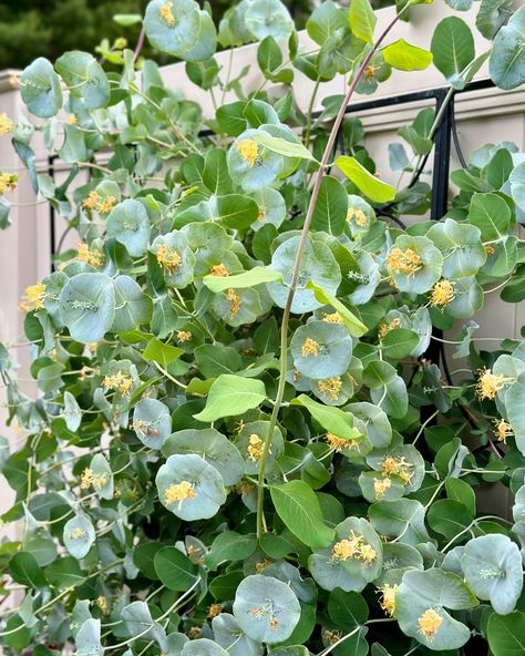 Kintzley’s Ghost Honeysuckle, a new @provenwinners addition! This wild-looking plant is actually native to North America. Each season, it begins like any other honeysuckle, with typical dusty green leaves. As the season progresses, flower buds pop out like saucers. These rounded bracts look a lot like eucalyptus, but the flowers at the center feed native pollinators like hummingbirds! They turn into red berries in the fall, but won’t become a nuisance like other honeysuckles. Due to its size... Dusty Green, Pop Out, Flower Bud, Red Berries, Hummingbirds, In The Fall, Green Leaves, The Fall, North America