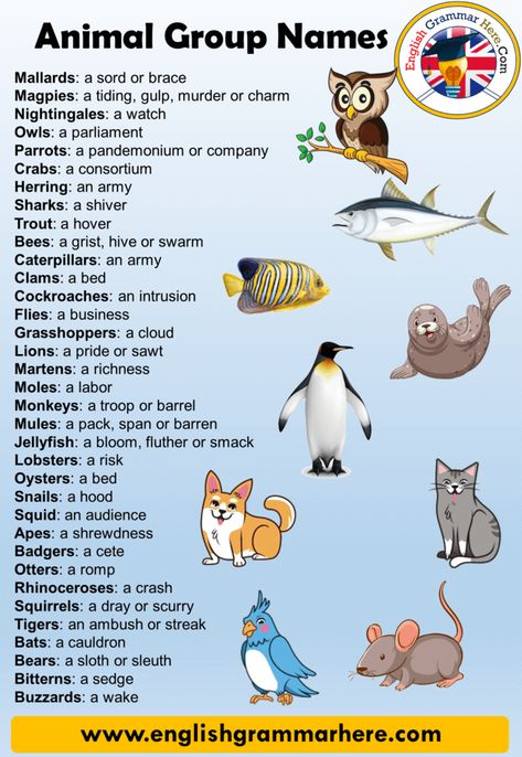 Names for Groups of Animals, Definition and 90 Animals Names Group List Names for Groups of Animals In this lesson, we will examine ‘names for groups of animals’ closely. Animals are generally mindless creatures that move by displacement, feed on organic matter and act with their instincts. Today, nearly a million animal groups are known. In addition to the invisibly small ones like amoeba, there are also giant ones such as elephants and whales. The cats, dogs, horses and birds we encounter ... Names For Groups, Names Of Animals, Groups Of Animals, Group Names, French Flashcards, Quiz Time, Speaking Practice, Animal Names, Names List