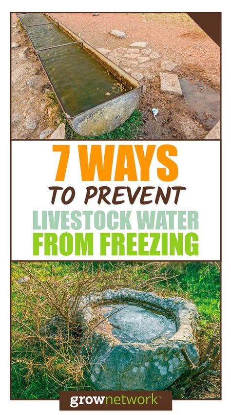 Pig Waterer Ideas, Water For Pigs, How To Keep Water Troughs From Freezing, How To Keep Water From Freezing In Coop, Livestock Wash Rack, Goat Treats, Livestock Judging Tips, Livestock Water Trough, Horse Water Trough