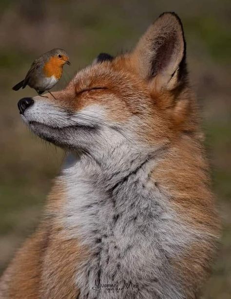 Fox Pictures, Wild Animals Pictures, Pet Fox, Pretty Animals, Silly Animals, Cute Wild Animals, Cute Animal Photos, Animal Photo, Cute Little Animals