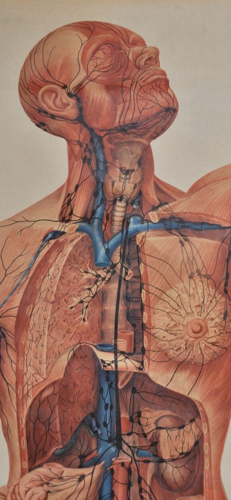 Vintage Medical Art, Arteries Anatomy, Lung Anatomy, Anatomical Art, Medical Photography, Human Body Art, Biology Art, Blood And Bone, Scrapbook Printing