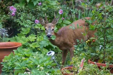 Deer Deterent, Deer Resistant Garden, Deer Repellant, Deer Proof, Deer Resistant Perennials, Evergreen Vines, Perennial Grasses, Deer Resistant Plants, Garden Pests