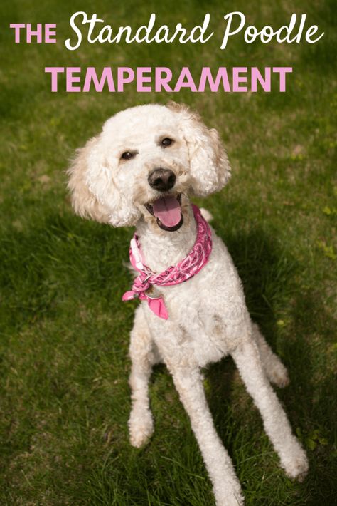 Standard Poodle Cuts, Poodles Standard, Poodle Training, Poodle Standard, Poodle Haircut, Puppy Stages, Poodle Puppy Standard, Poodle Dogs, Poodle Cuts