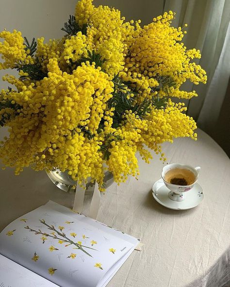 Insta Aesthetic, Mimosa Flower, Women Day, 8 March, Language Of Flowers, Learn To Love, Photographic Art, Mimosa, Aesthetic Photo