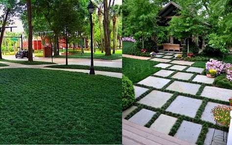 using dwarf mondo grass as lawn | The Best Plants to Grow Between Stepping Stones & Pavers ... Ground Cover Between Stepping Stones, Moss Between Pavers, Mondo Grass Pavers, Mondo Grass Stepping Stones, Moss Between Stepping Stones, Evergreen Groundcover, Small Yard Landscaping, Video Garden, Garden Stepping Stones