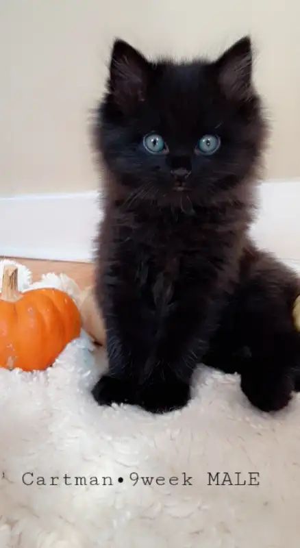 "Cartman" 8 week old male Turkish Angora, Cats Rule, 8 Weeks, Panther, Kittens