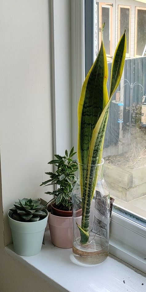 Snake Plant Aesthetic, Snake Plant In Water, Snake Plant Propagation, Water Propagation, Water Snake, Plant Friends, Snake Plant Care, Plant Room, Couple Goal