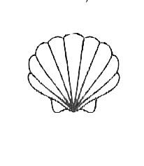 Simple Seashell Tattoo, Seashell Tattoos, Shell Tattoos, Craft Design, Tattoo Inspo, Tattoo Stencils, Tattoo Sketches, Simple Tattoos, Design Inspo