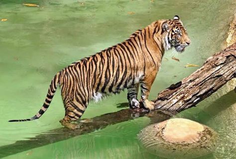 Snarling Tiger, Amur Tiger Photography, Sunda Island Tiger, Tiger In A Tropical Storm, Panthera Tigris, Tiger Majestic, Sumatran Tiger, Tigers, Habitat