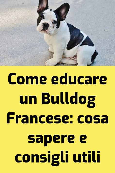 Il Bulldog Francese è un cagnolino dall’aspetto adorabile e il suo carattere non è da meno, ma è bene conoscerlo a fondo per capire come… L'articolo Come educare un Bulldog Francese: idee, consigli e cosa sapere proviene da il mio cane è Leggenda . Bulldog Francese, Rottweiler, Border Collie, In America, French Bulldog, Golden Retriever, Labrador Retriever, Labrador, Bulldog