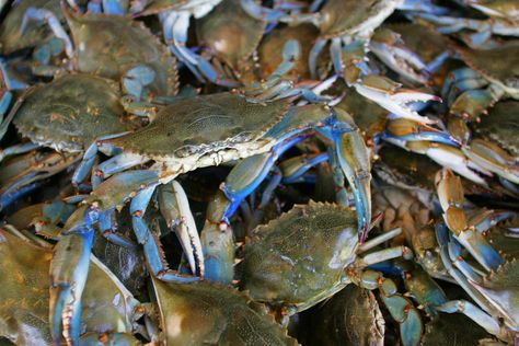 Everything you ever wanted to know about blue crab—from what blue crabs eat to the shocking number of eggs female crabs release at once. Blue Crab Recipes, Maryland Crab Soup, Crab Soup Recipes, Blue Crabs, Maryland Crabs, Crab Soup, Prawn Shrimp, Crab Fishing, Dead Fish