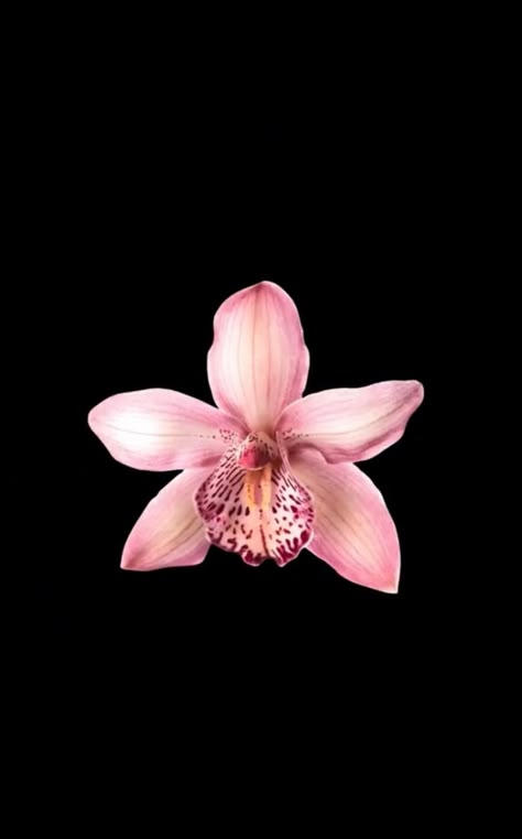 Flower Lockscreen, Black Flowers Wallpaper, Orchid Wallpaper, Flowers Black Background, Victoria Secret Wallpaper, Flower Icons, Black Background Wallpaper, Nothing But Flowers, Iphone Wallpaper Photos