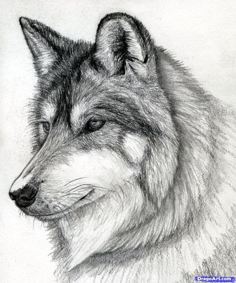 how to draw a wolf head, mexican wolf step 15 Sketchbook Moodboard, Sketches Women, Mexican Wolf, Dogs Drawing, Drawing Dogs, Wolf Sketch, Learn To Sketch, Messi Barcelona, Drawing Help