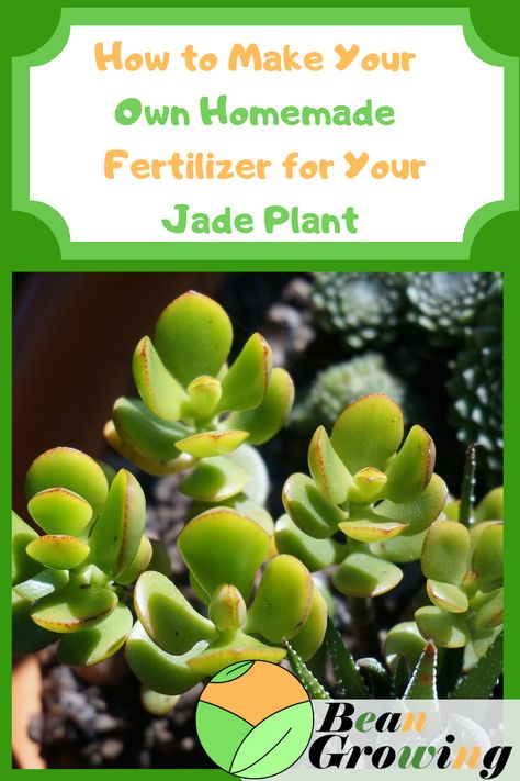 Are you wondering how to make your own homemade fertilizer for your jade plant? Then do not worry! We have made a list of all the fertilizers Jade Plant Care, Succulent Fertilizer, Dollar Plant, Types Of Herbs, Jade Plant, Earth Gift, Plant Problems, Crassula Ovata, Fertilizer For Plants