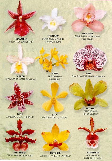 orchid tattoo idea Sugar Paste Flowers, Orchid Varieties, Orchid Tattoo, Types Of Orchids, Gum Paste Flowers, Fondant Flowers, Jewelry Logo, Jewelry Drawing, Orchid Care