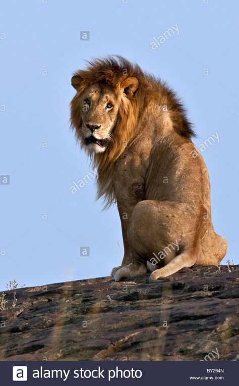 Lion Sitting, Masai Mara National Reserve, Lions Photos, Lion Drawing, Lion And Lioness, Lion Images, Cat Reference, Siamese Kittens, Lion Pictures