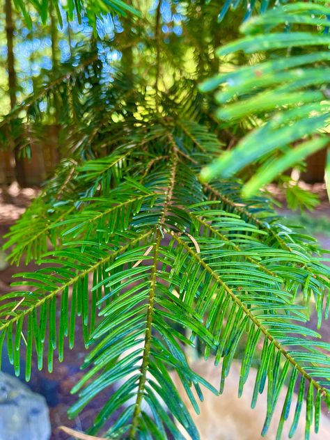 Grand Fir (Abies grandis) Acorus Gramineus Ogon, Eryngium Bourgatii, Grand Fir, Woodland Garden, Plant Leaves, Plants