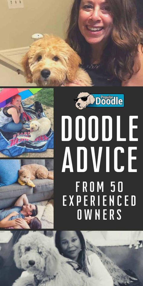 Whether you’re a new doodle owner or have years of experience under your belt, there’s a lot we can learn from each other! Get lots of great doodle advice and doodle tips in this informative collection of quotes from REAL doodle moms and dads. Maltipoo Training, Goldendoodle Tips, Goldendoodle Training, Doodle Tips, Off Leash Dog Training, Daisy Doodle, Great Doodle, Poodle Mix Breeds, Goldendoodle Mom