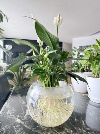 How to Transition a Peace Lily from Soil to Water Only - JayDeeMahs.com Peace Lily Plant Care, Lily Plant Care, Water Plants Indoor, Plants Grown In Water, Tanaman Air, Peace Lily Plant, Indoor Water Garden, Plant Saucer, نباتات منزلية