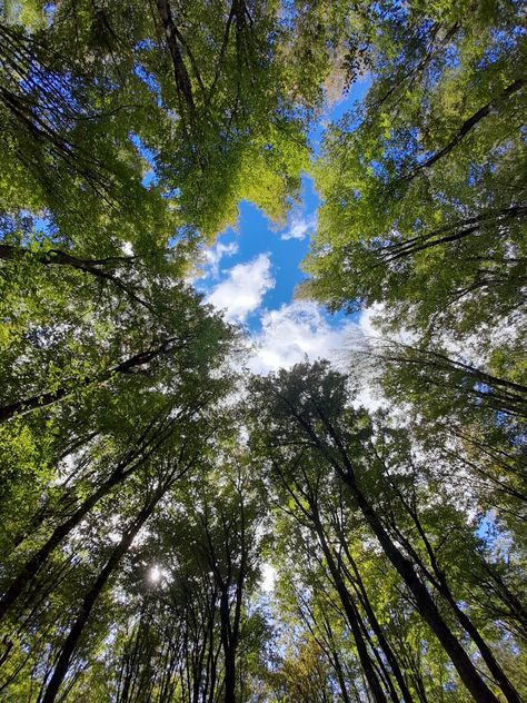 Forest and sky, natural The Word For World Is Forest, Trees Looking Up Perspective, Forest Sky View, Forest Overview, Trees From Below, Forest Ambience, Background References, Forest View, Forest Illustration