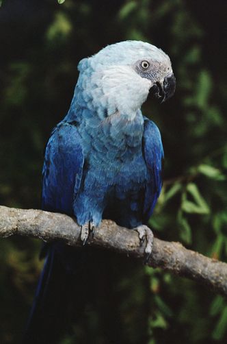 Spix's Macaw	(Cyanopsitta spixii) Spix Macaw, Parrot Pet, Blue Macaw, Nature Picture, Best Nature, Tropical Animals, Macaw Parrot, African Grey Parrot, Most Beautiful Birds