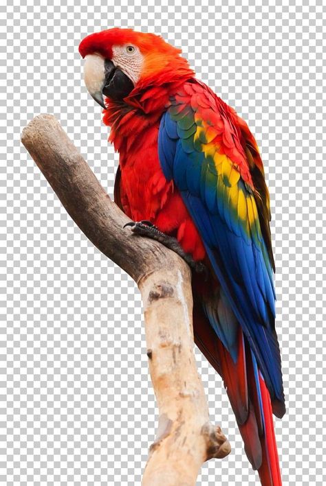 Burung Kakatua, Wallpaper Dog Aesthetic, Animals And Pet Supplies, Wild Birds Photography, Dog Tattoo Ideas, Wallpaper Dog, Scarlet Macaw, Animal Cutouts, Aesthetic Dog