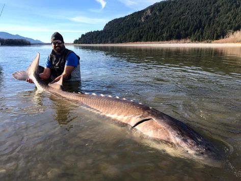 White Sturgeon, Sturgeon Fish, World Serpent, River Monsters, How To Fish, Fraser River, Fishing Photos, Cool Fish, Fishing Pictures