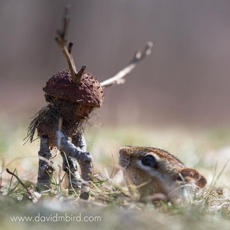 Gallery - Becorn Photographs — David M Bird Acorn People, Animals In Nature, Twig Art, Pine Cone Art, Fairy Garden Crafts, Elves And Fairies, Providence Rhode Island, Ooak Art Doll, Animal Behavior