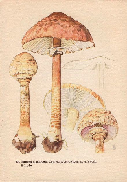 Mushroom Diagram Art Print Vintage Botanical Wall Art by AgedPage Mushroom Diagram, Plant Chart, Fungi Illustration, Fauna Illustration, Mushroom Pictures, Wall Art Illustration, Scientific Illustration, Mushroom Art, Botanical Drawings