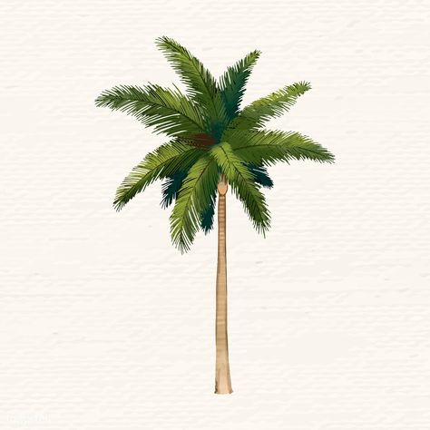 Hand drawn palmyra palm vector | free image by rawpixel.com / Niwat Palm Tree Illustration Simple, Riley Tattoo, Palm Drawing, Palm Illustration, Palm Tree Illustration, Palm Background, Palm Tree Artwork, Palm Tree Sticker, Palm Tree Drawing