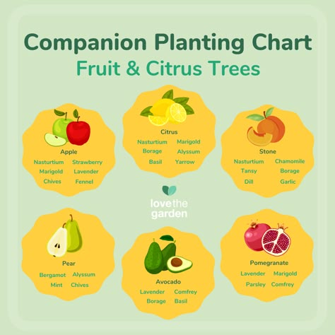 Companion Planting Chart for Fruit & Citrus Trees | Love The Garden Permaculture Guilds, Tree Guild, Homestead Plans, Fruit Forest, Trees Backyard, Backyard Orchard, Planting Chart, Fantasy Farm, Companion Planting Chart