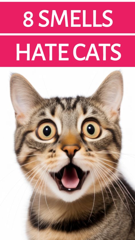 Learn 8 Smells Cats Hate the Most, What Smell will Repel Cats, DIY Cat Repellent. Natural Cat Repllent, Cat Repellent, Cat Repellent Homemade, Cat Repellent Spray. Learn all about How to Keep Cats Away from your House. We cover 8 smells cats hate and scare, cat DIY repellent and more- so you can keep your house free of pesky felines.  #cat #smells #repellent #diy #smellshatecats #catrepllent Homemade Cat Repellent, Diy Cat Repellent Spray Outdoor, Plants That Repel Cats, Cat Repellant Outdoor, Cat Repellent Spray, Essential Oils Cats, Cat Liter, Cat Deterrent Spray, Cats Health