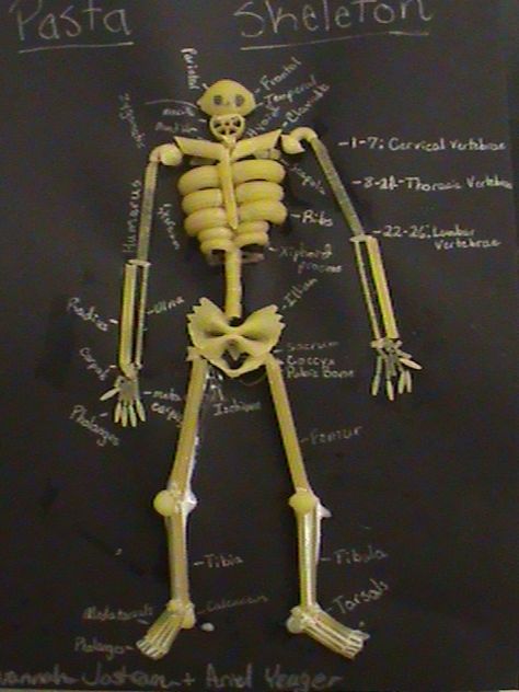 lessons on the different systems Skeletal System Project, Anatomy Activities, Human Body Lesson, Human Body Science, Senses Activities, Human Body Art, Skeletal System, Human Body Systems, Human Skeleton