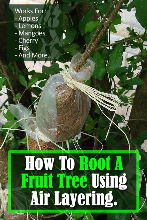 How To Root A Fruit Tree Using Air Layering - rooting a branch... #gardening #gardendiy #gardeningtips #fruittrees #growfruittrees #growtrees #homestead #homesteading #garden How To Grow Trees From Branches, Air Layering Fruit Trees, How To Graft Fruit Trees, Grow Vanilla, Grow Vanilla Beans, Homesteading Garden, Cardamom Plant, Plant Grafting, Ginseng Plant