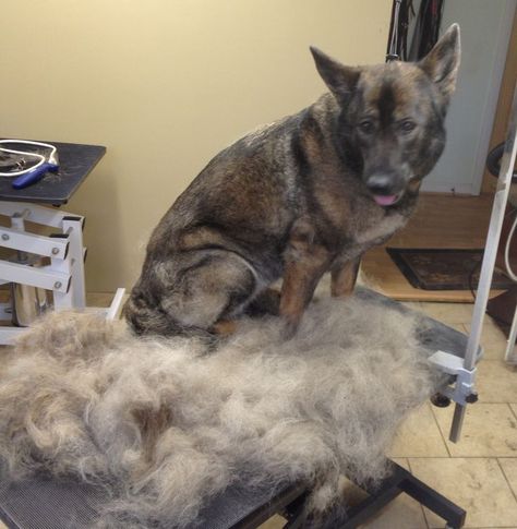 The secrets to removing Excess Dead Hair from your dog! Follow these easy steps to stop shedding! Argan Shampoo, Dogs Stuff, Dog Grooming Tips, Dead Hair, Grooming Tips, About Dogs, Dog Shedding, Love My Dog, Dog Shampoo