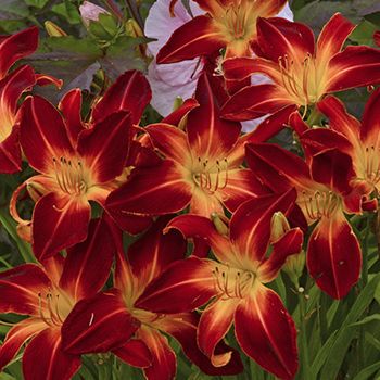 Yard Oasis, Day Lilies, Nothing But Flowers, Flower Therapy, Daylilies, Elegant Colors, Companion Planting, Exotic Flowers, Red And Yellow