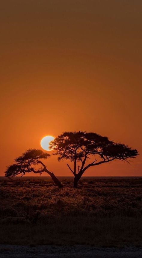 Africa Sunrise, African Wildlife Photography, Africa Sunset, African Image, Namibia Travel, African Plains, Desert Aesthetic, Africa Photography, African Sunset