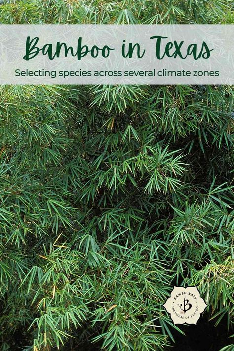 Bamboo in Texas: More than you can shake a stick at - Bambu Batu Bambu Runcing, Bamboo Hedge, Japanese Bamboo Forest, Chinese Bamboo Forest, Clumping Bamboo, Growing Bamboo, Bamboo Species, Arashiyama Bamboo Forest, Climate Zones