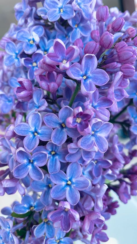 Lilac Flowers Photography, Lilacs Flowers, Flower Types, Magical Nature, Macro Flower, Garden Greenhouse, Flower Art Images, Flowers For You, Lilac Flowers