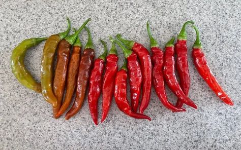 11 Ways to Use Cayenne Peppers (& How to Dry Them Properly) What To Make With Cayenne Peppers, Cayenne Pepper Ideas, How To Use Fresh Cayenne Peppers, Dehydrating Cayenne Peppers, How To Use Cayenne Pepper, What To Do With Fresh Cayenne Peppers, How To Preserve Cayenne Peppers, Drying Cayenne Peppers, Fresh Cayenne Pepper Uses