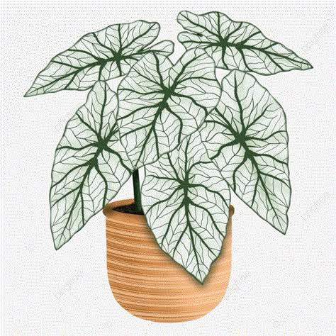 Caladium Drawing, Caladium Candidum, Bookstagram Feed, Explore Drawing, Plant Png, Plant Clips, Tropical Painting, Mushroom Drawing, Plant Vector