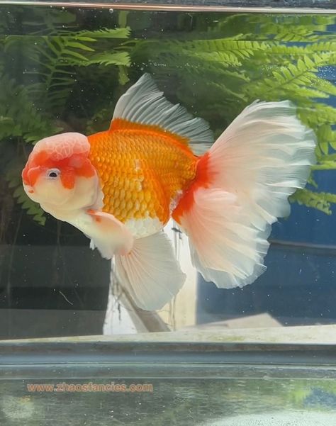 Goldfish Breeds, Oranda Fish, Pretty Goldfish, Goldfish Species, Goldfish Breeding, Cute Goldfish, Oranda Goldfish, Fancy Goldfish, Goldfish Tank