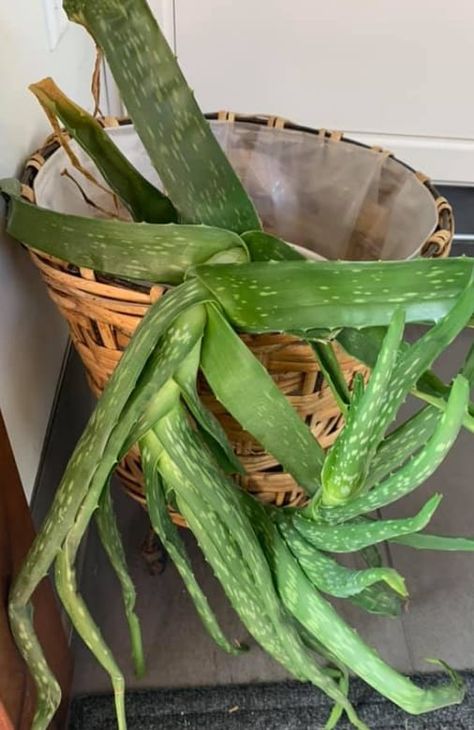 Aloe Plant Pot Ideas, Aloe Vera Plant Decor Ideas, Repotting Aloe Vera Plant, Large Aloe Vera Plant Indoor, Potted Succulents, Aloe Vera Plant Indoor, Indoor Cactus Plants, Growing Aloe Vera, Jade Plant Care