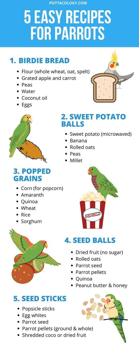 5 easy & fun recipes for parrots and other birds - Psittacology Parrot Chop, Parrot Treats, Easy Fun Recipes, Cockatiel Care, Homemade Bird Toys, Parakeet Care, Parrot Diet, Parrot Food, Diy Bird Toys