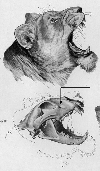 Lion Skull Reference, Lion Skeleton Drawing, Lion Skull Art, Lion Anatomy Drawing, Lion Skull Drawing, Animal Skulls Drawing, Lion Skeleton, Animal Skull Art, Lion Anatomy