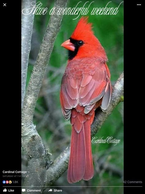 Northern Cardinal, Bird Carving, Most Beautiful Birds, Cardinal Birds, Red Bird, Red Cardinal, Backyard Birds, Bird Pictures, Exotic Birds