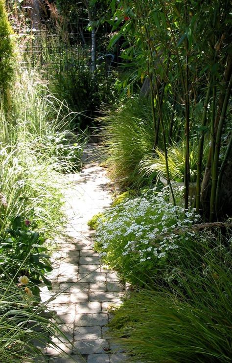 timber bamboo underplanted with feverfew via Gardenista; If special planting methods and rigorous maintenance are employed, running bamboo can be kept under control and can provide a statuesque, evergreen hedge that can block an unsightly view or provide privacy in a large garden. At the Brooklyn Botanic Garden Phyllostachys Nigra, black bamboo, is surrounded by concrete to keep it in its place. A 1- to 3-foot tall plant is $25 from Bamboo Garden. Landscape Privacy Ideas, Designer Garden, Cornwall Garden, Bamboo Screen, Phyllostachys Nigra, Brick Patterns Patio, Butterfly Garden Design, Japanese Garden Design, Bamboo Garden